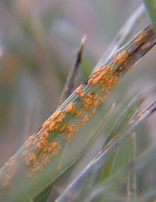 Rust pustules.