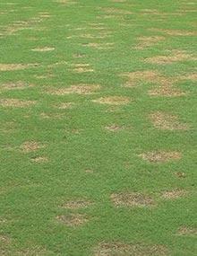 Spring dead spot of bermudagrass.