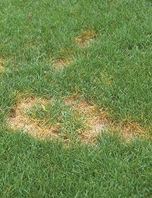 Summer patch on Kentucky bluegrass lawn.