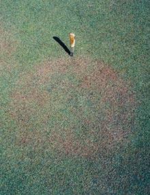 Take-all patch of creeping bentgrass.