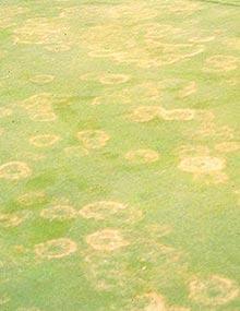 Yellow patch of creeping bentgrass.