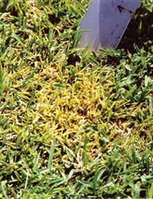 Yellow tuft in zoysiagrass.