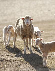 sheep in drought