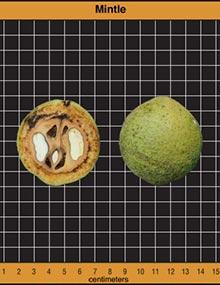 Mintle walnut.