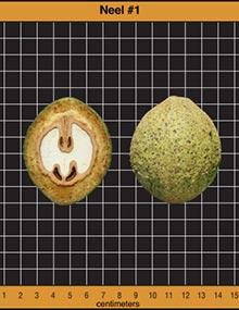 Neel #1 walnut.