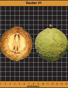 Sauber #1 walnut.