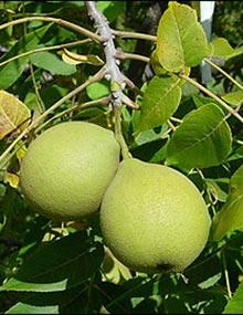 Black walnut and foliage.