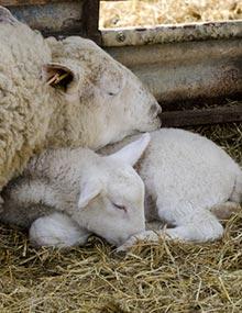 Baby lamb with mother.
