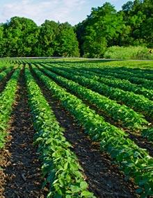 Rows of soybean.