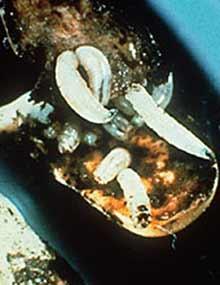 Seedcorn maggots and damaged seeds.
