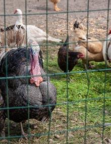 Turkeys and chickens in a henhouse.