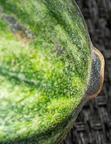 Spider mites on watermelon.