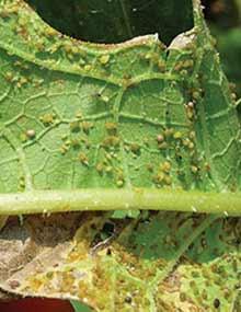 A cupped melon leaf covered with aphids.