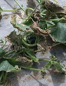 Bacterial wilt on melon leaves.