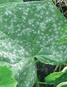 Powdery mildew on watermelon leaf.