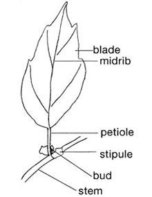 Simple leaf with parts labeled.