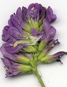Alfalfa flower.