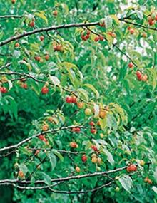 American plum tree with fruit.