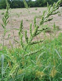 Barnyardgrass.