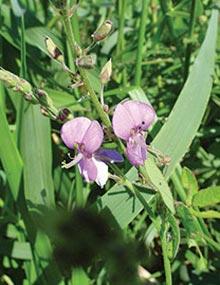 Beggar's lice in flower.