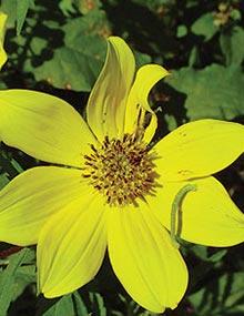 Bidens flower.