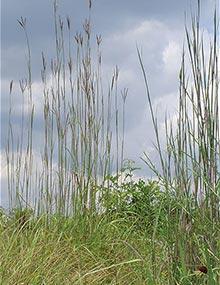 Big bluestem stalks.