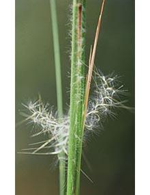 Broomsedge.