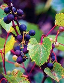 Wild grapes.