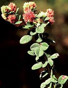 Hairy lespedeza in flower.