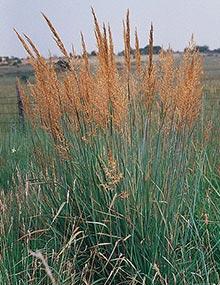 Indian grass.