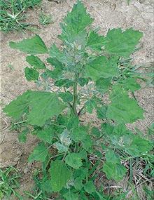 Lambsquarters.