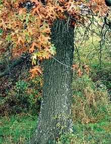 Oak tree.