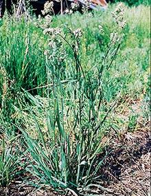 Orchard grass.