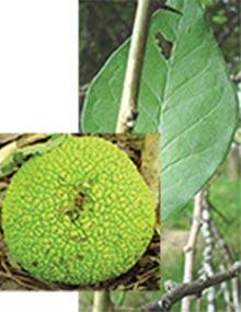 Osage orange fruit and leaf.