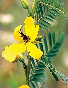 Partridge pea.