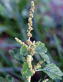 Pigweed.