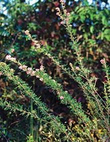 Slender lespedeza.