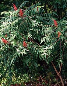 Smooth sumac.