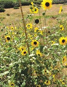 Sunflowers.