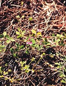 Trailing lespedeza.