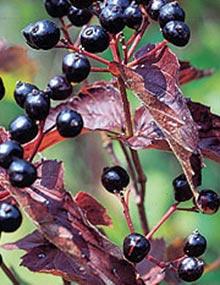 Bluish black mature viburnum fruit.