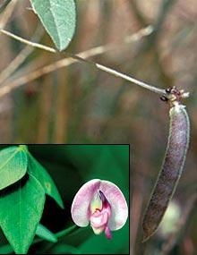 Wild bean seed pod and flower.
