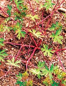 Palmately lobed leaves of Geranium carolinianum.