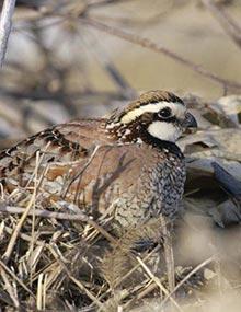 A bobwhite quail.