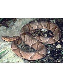 Osage copperhead.