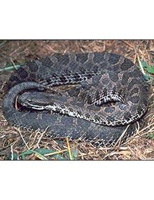 Massasaugara rattlesnake.