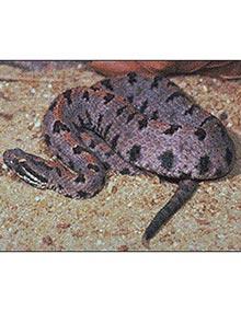 Western pygmy rattlesnake.