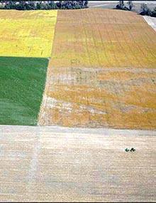 Patchwork of planted fields.
