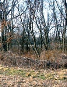 An edge-feathered field border.