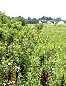 Shrubs, thickets and advancing plant succession have created escape cover for bobwhite quail.